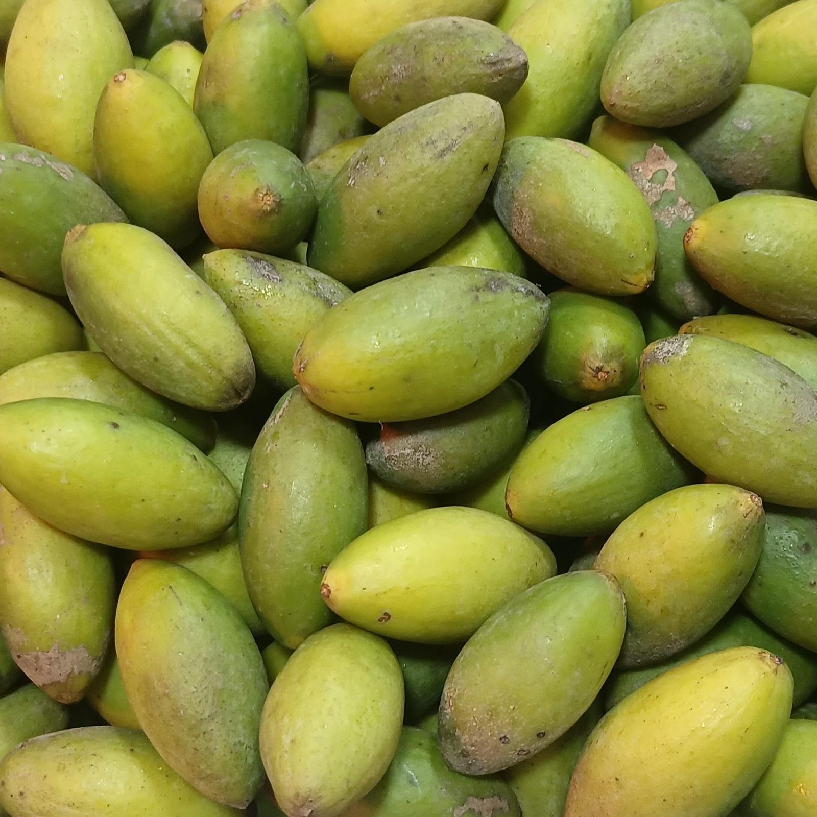 Olives fraîchement récoltées
