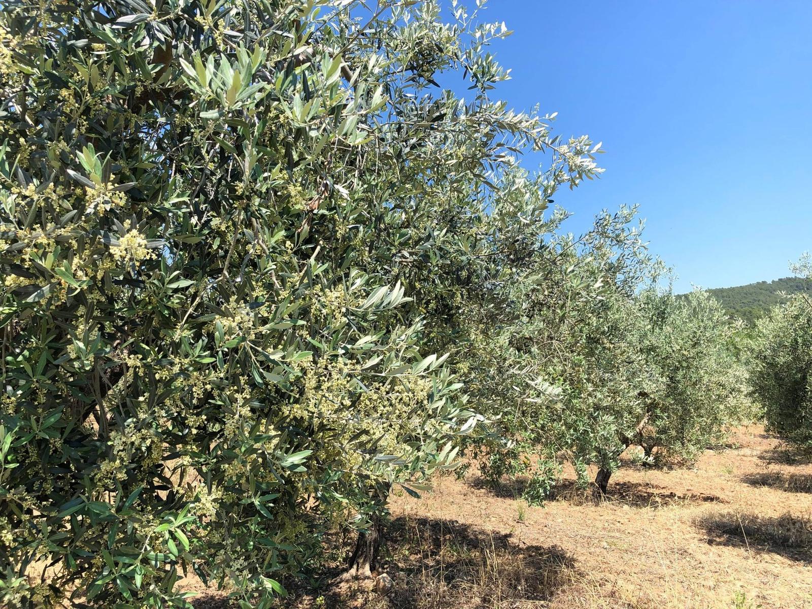 Oliviers du domaine Rovera sous le soleil du Var